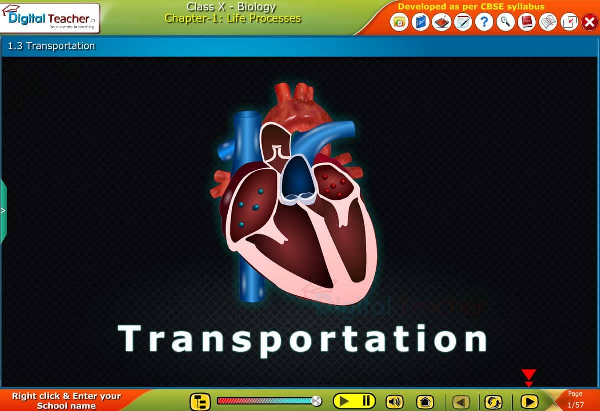 Transportation: in human beings, This process includes the heart, blood, and blood carrying blood vessels.